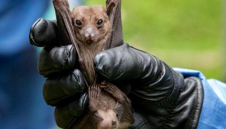 فيروس (ماربورغ).. هل يتحول إلى جائحة