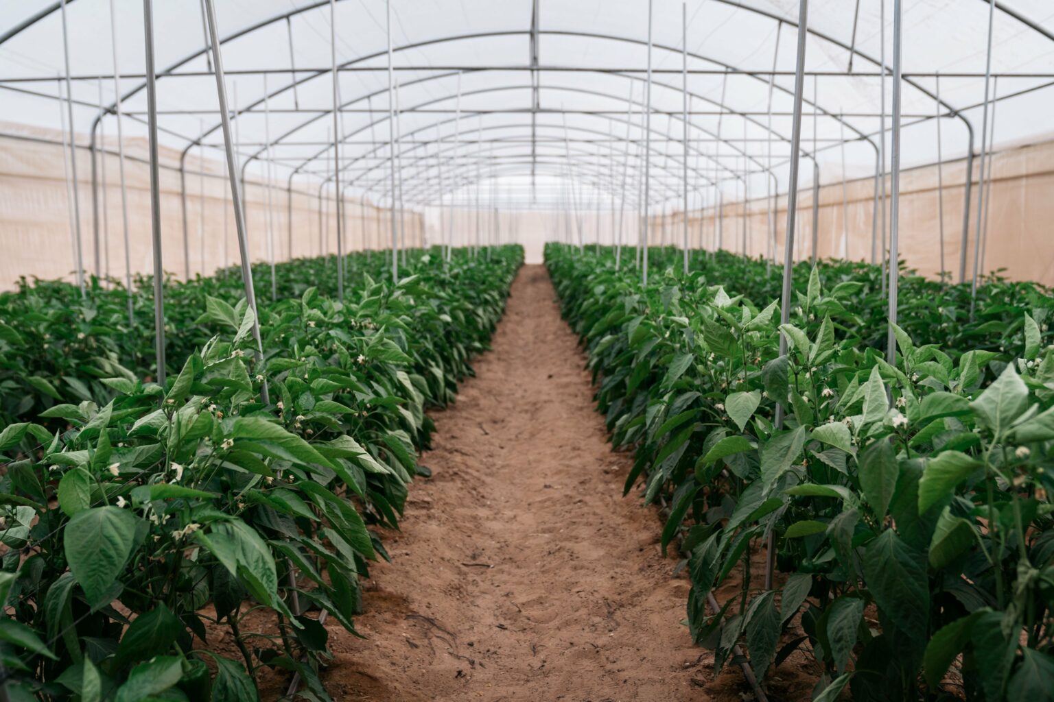 القطاع الزراعي يسجل زيادة في معدل