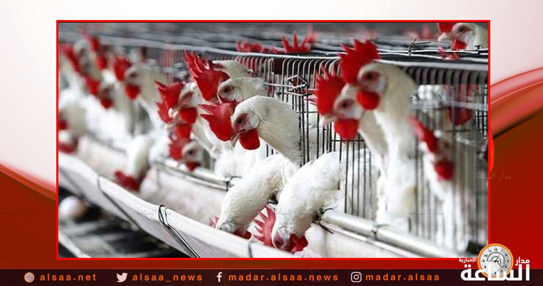 مربي الدواجن: حوالي 740 ألف دجاجة