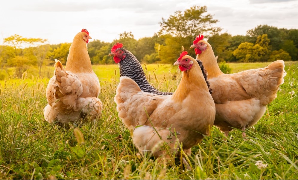 السجن لرجل بالصين بسبب إخافته دجاجات