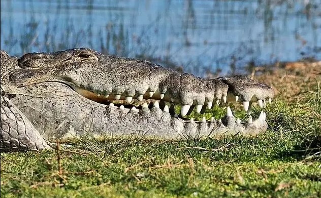أخيرا تم رصد التمساح الوحش كروكزيلا..