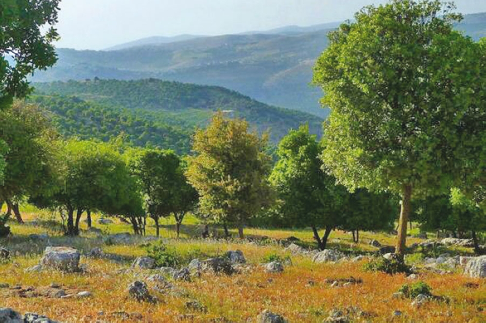 أسبوع دافئ تشهده المملكة ابتداء من