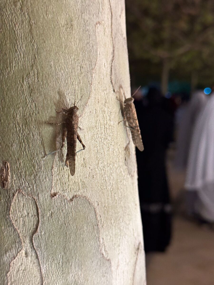 الى اهالي عمان الغربية: هذه جنادب..