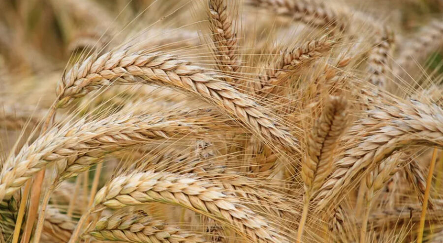 روسيا: مستمرون في تصدير الحبوب إلى