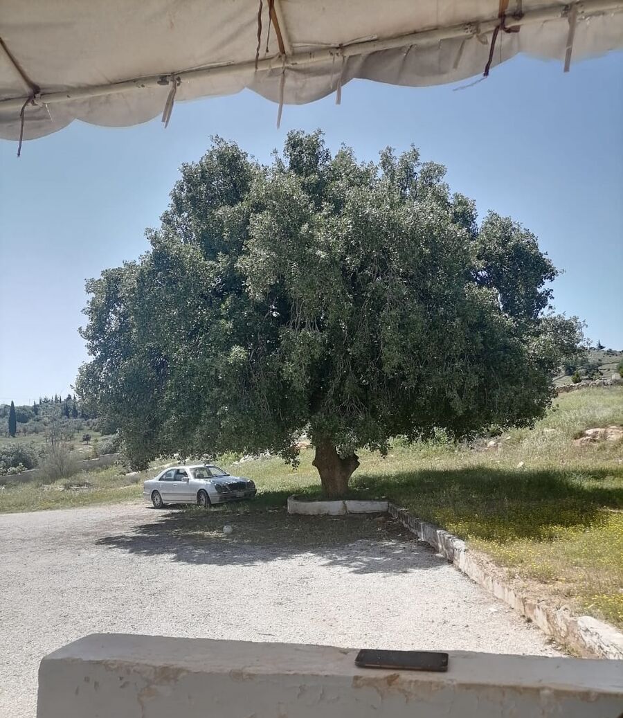 شجرة الذكريات في بيرين