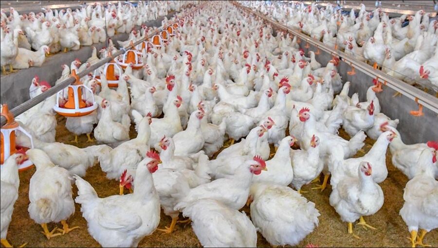 الزراعة: وقف استيراد الدجاج من دول