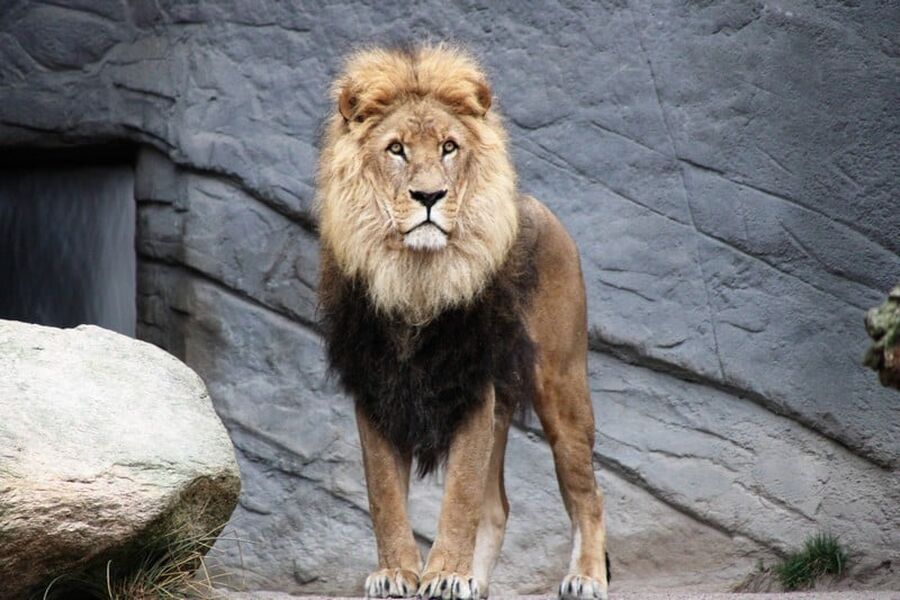 وفاة طفل هاجمه أسد بحديقة للحيوانات