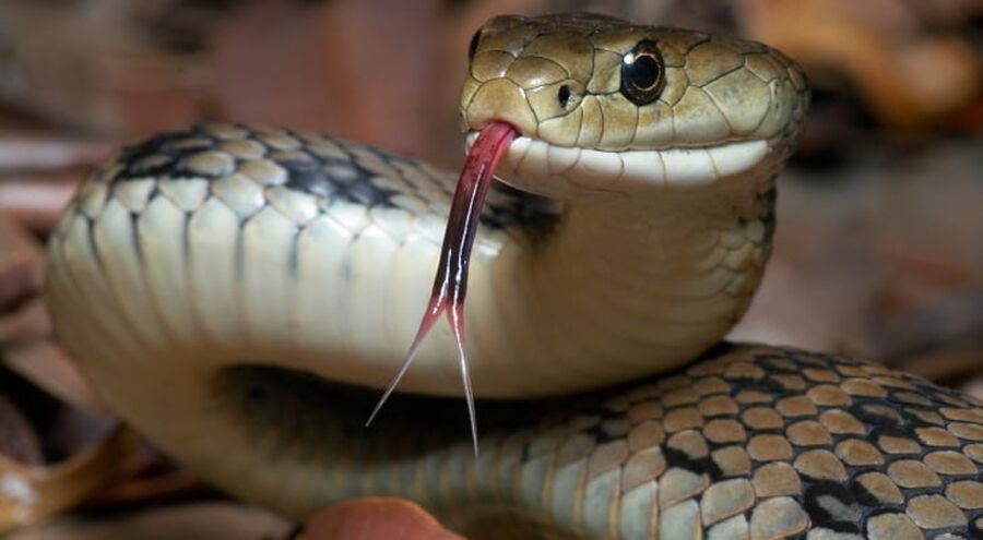 أخطر 7 أنواع أفاعي تعيش في