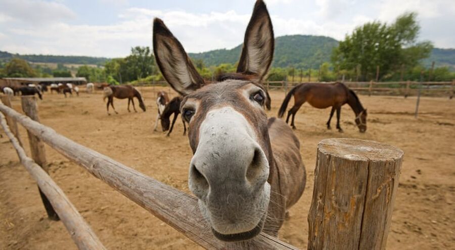 نشطاء يحتفلون باليوم العالمي للحمير