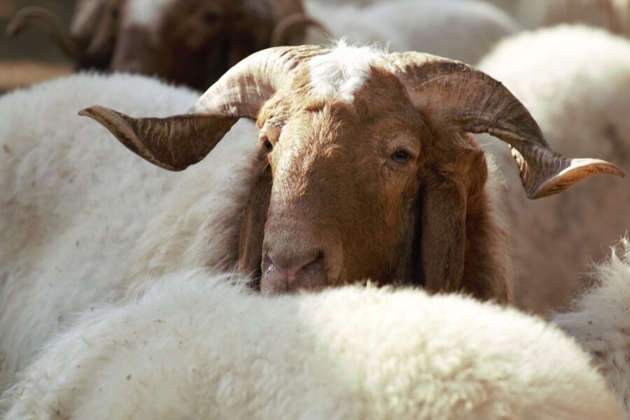 السعودية تستأنف استيراد الأغنام الأردنية