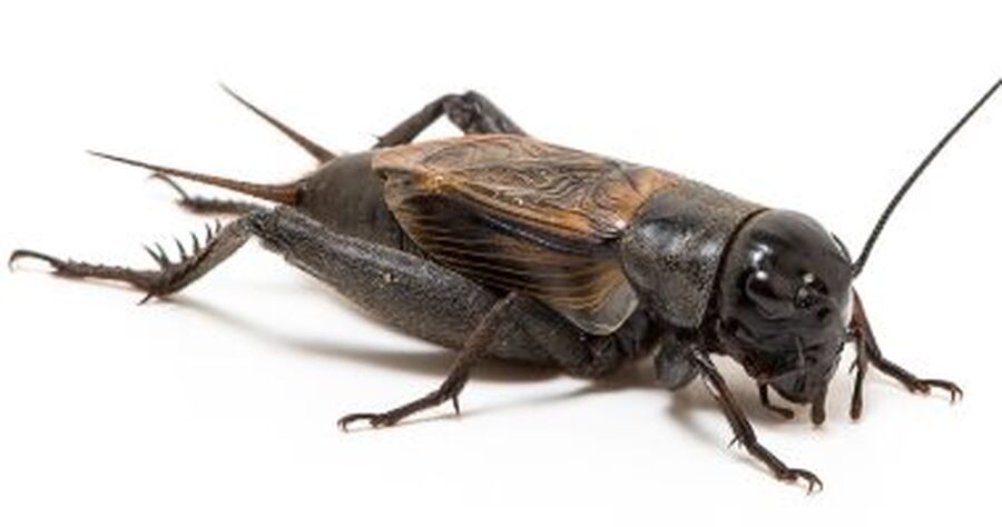 جنان الحربي: صرصور الليل يؤكل لأنه