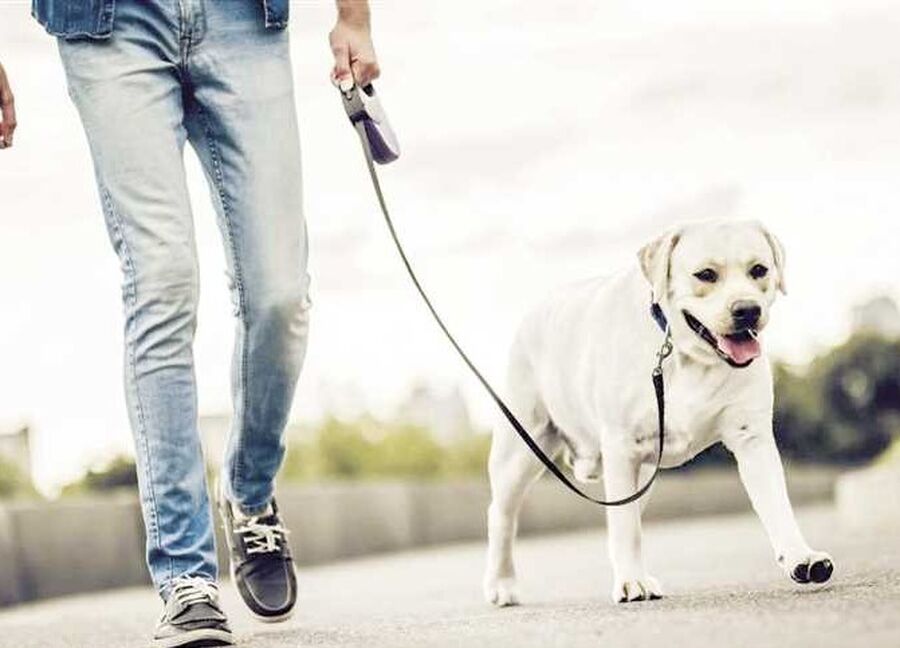 هام لمقتني الكلاب داخل حدود أمانة