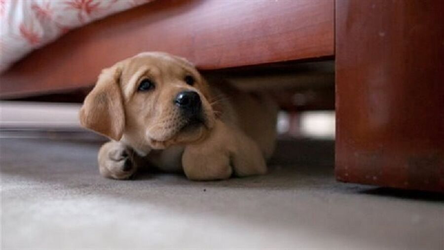 نظام جديد لمراقبة واقتناء الكلاب ضمن