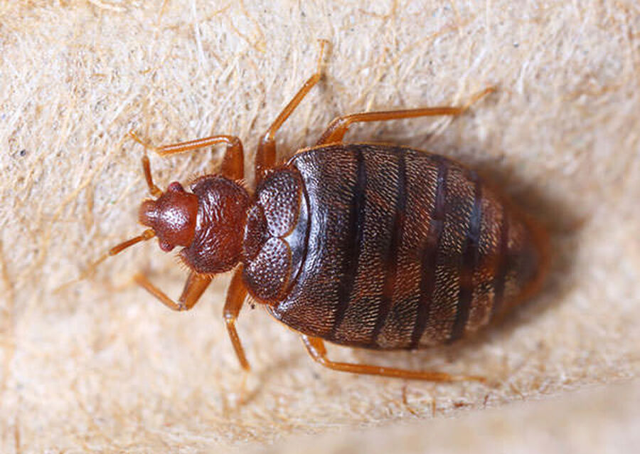 خبيرة تحذر .. يختبئ داخل محفظة