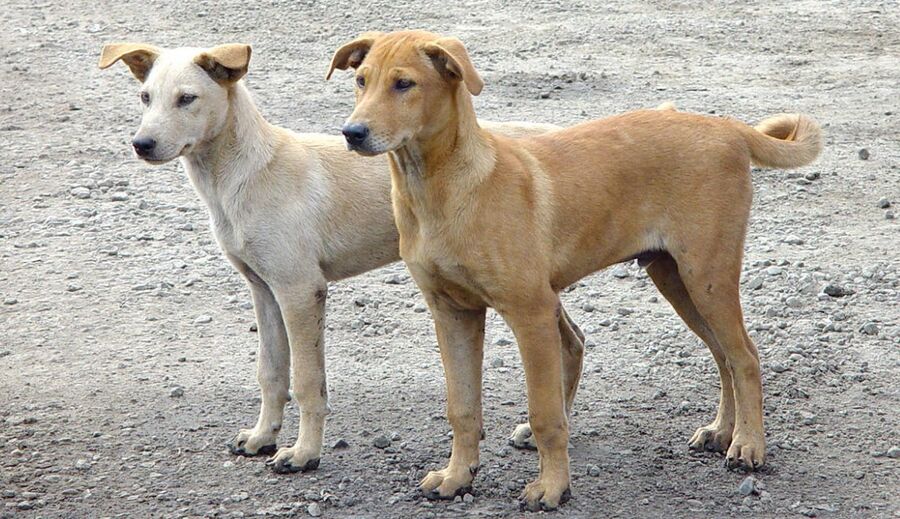 الجبور: خطة مكافحة الكلاب الضالة في