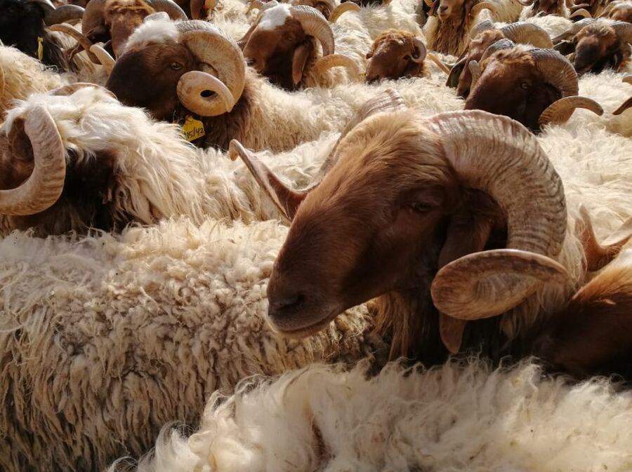 الحنيفات يقرر وقف رخص استيراد الاغنام