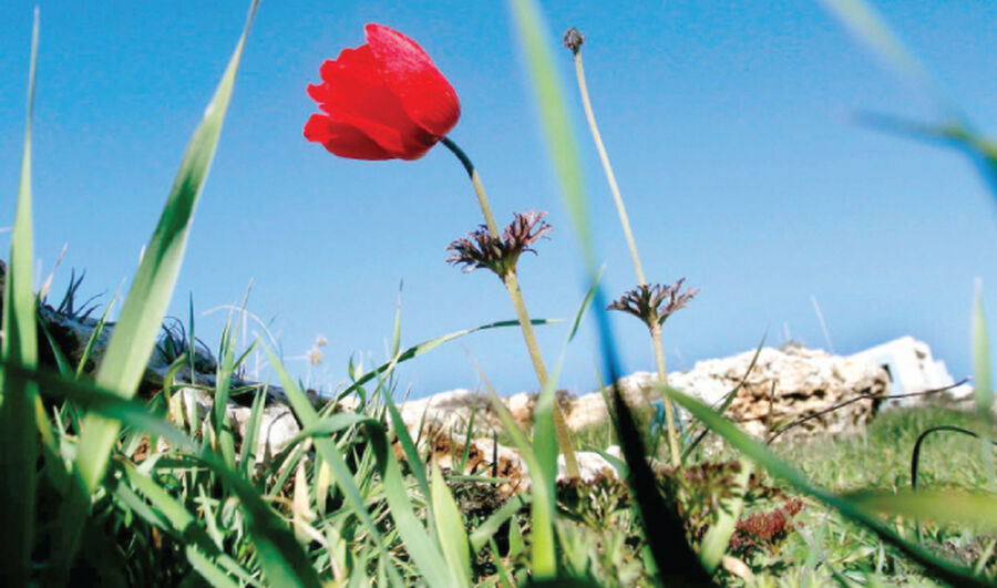 أجواء ربيعية لطيفة اليوم ومنخفض خماسيني