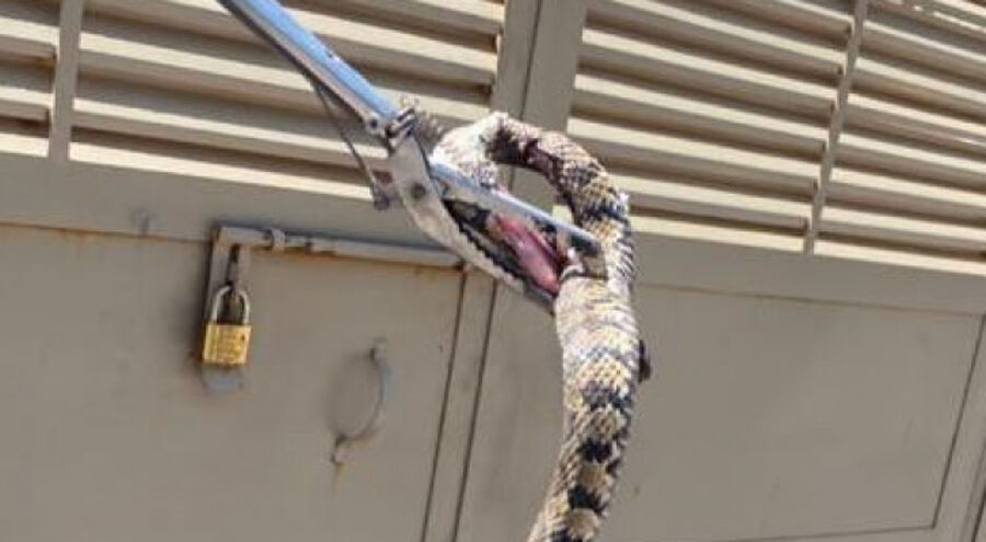 الدفاع المدني يتعامل مع أفعى بالقرب