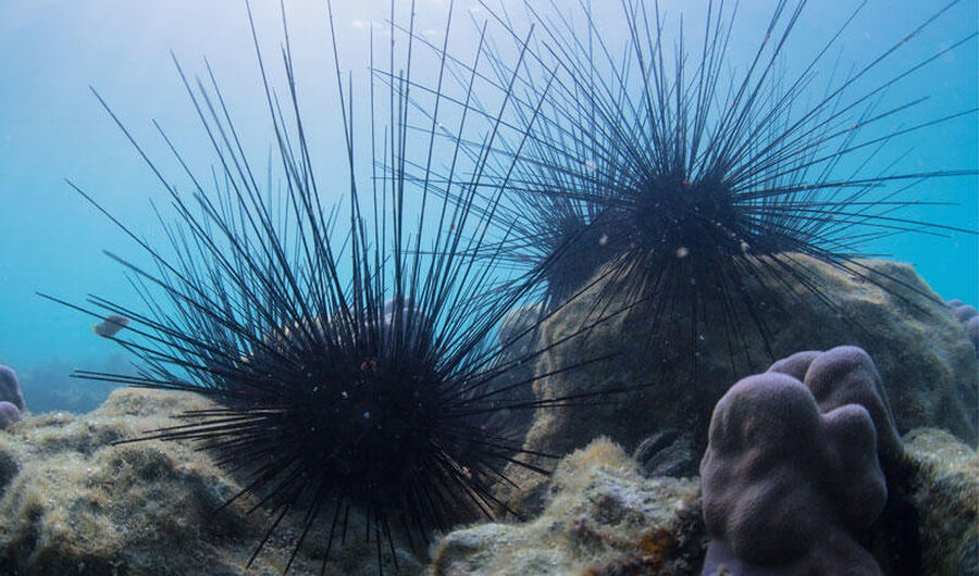 سلطة العقبة توضح حول نفوق (قنفذ