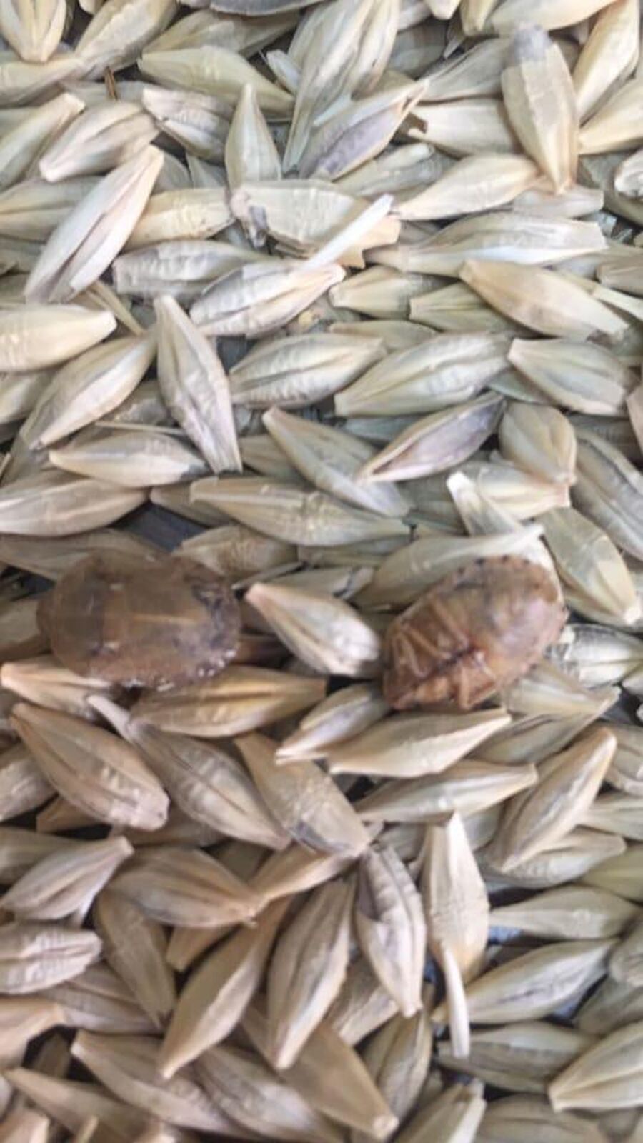 مهم من وزارة الزراعة بخصوص الحصاد