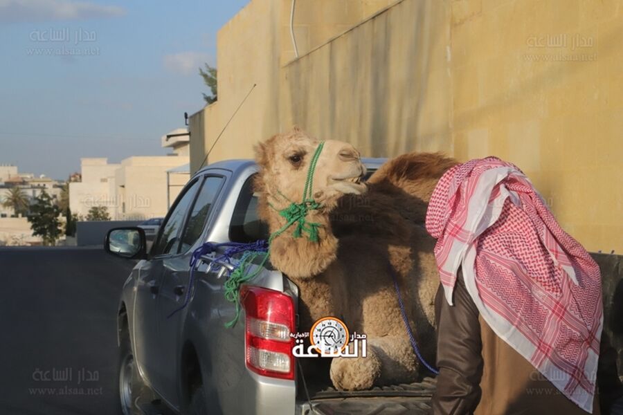 10 رؤوس من الإبل بمناسبة زفاف