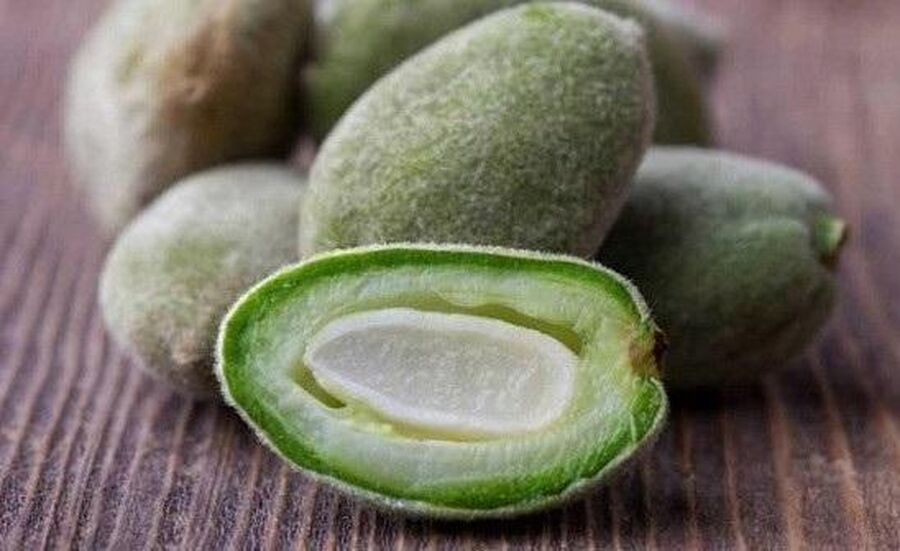 مدرسة حقلية لمزارعي اللوز في الوسطية