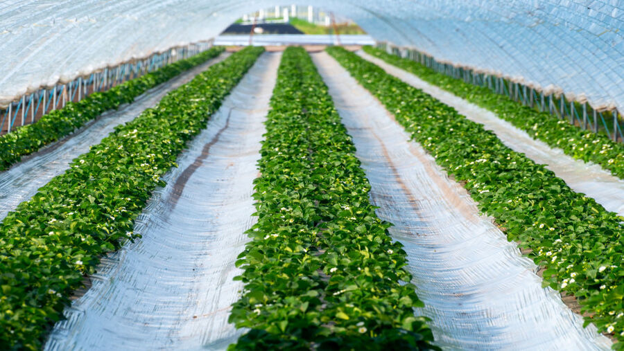 4000 طن منتجات زراعية تعاقدت عليها