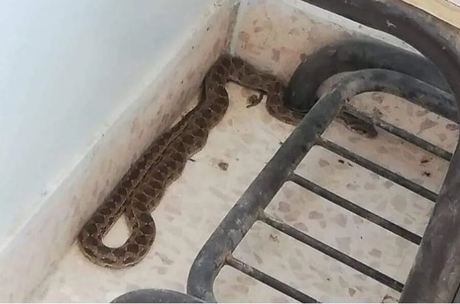 أفعى تلدغ طالبا بمدرسة خاصة في