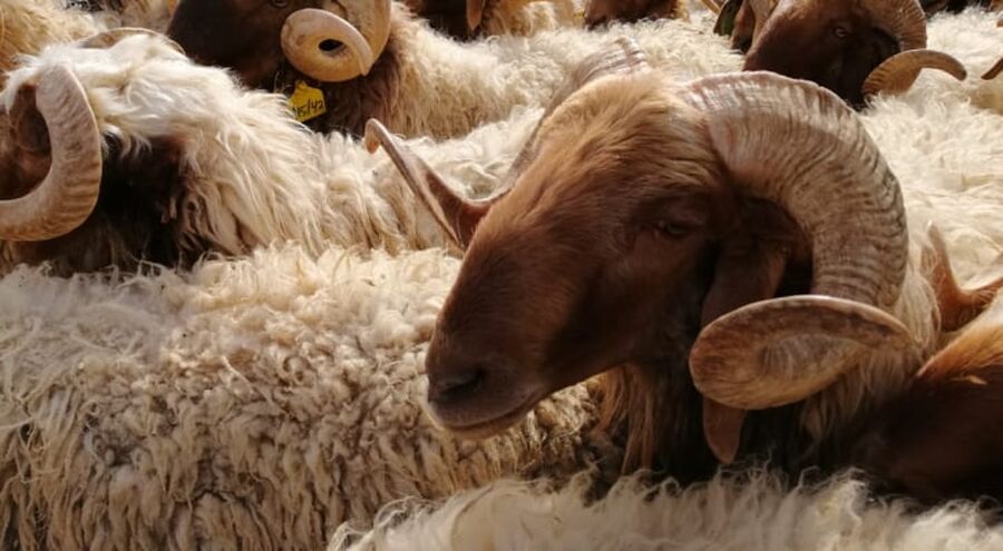 مربي المواشي: انهيار أسعار الخراف الأردنية