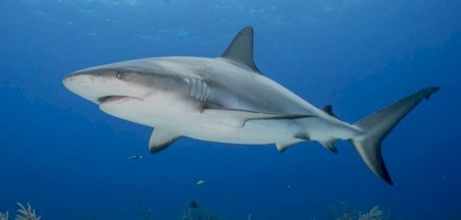سلطة العقبة تنفي ظهور أسماك القرش
