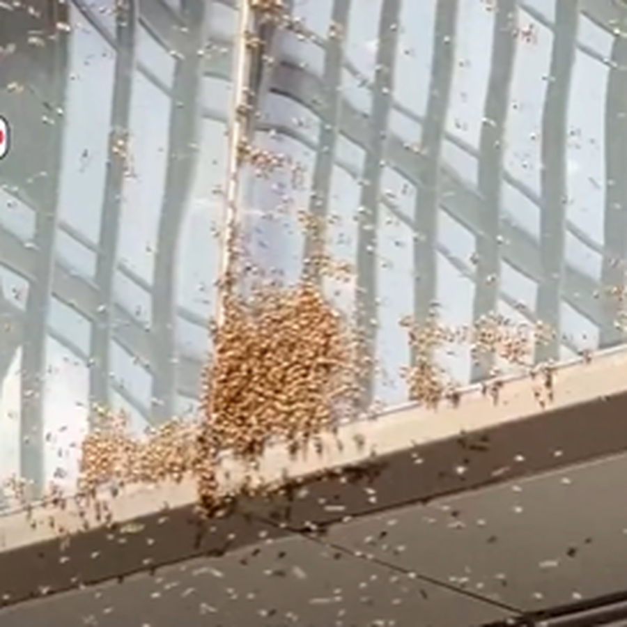 أسراب النحل تغزو سماء مدينة أمريكية