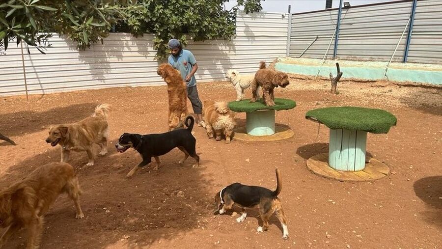 دوغ توبيا.. حضانة للكلاب في الأردن..