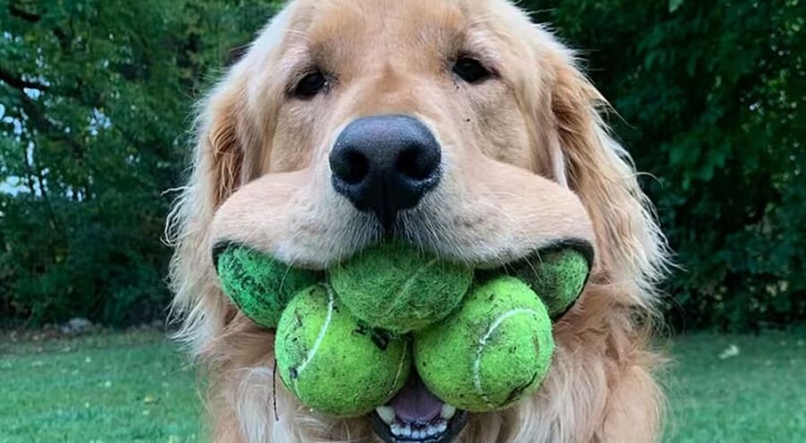 كلب يحقق رقما قياسيا في موسوعة