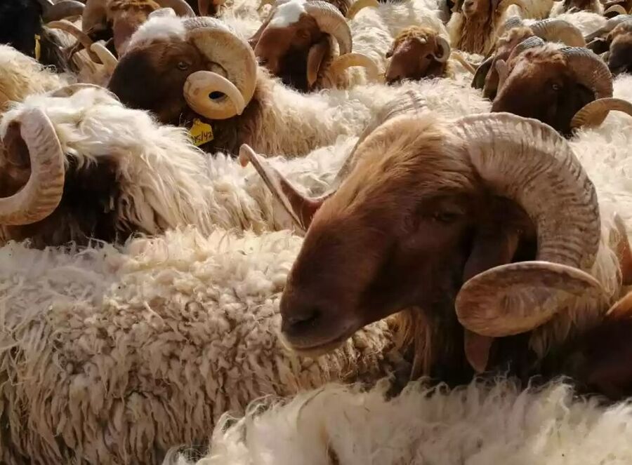 وزير الزراعة: فتح باب تصدير الأغنام