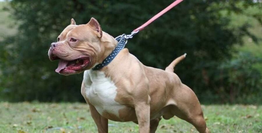 رجل يطعن كلب بيتبول حتى الموت