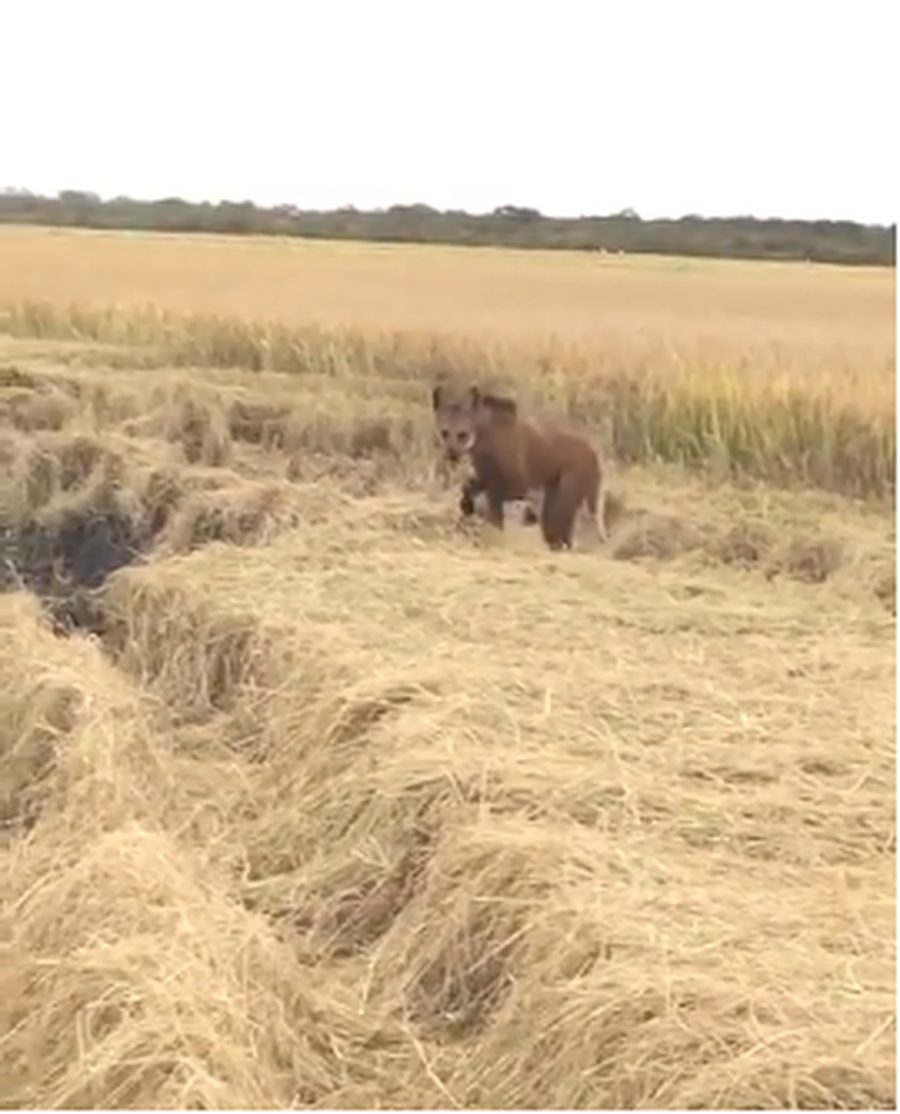 حيوان غريب يظهر بفيديو بين سوريا