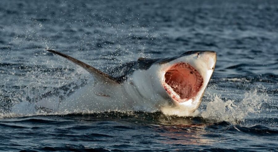 لبنان يوضح حول ظهور أسماك القرش