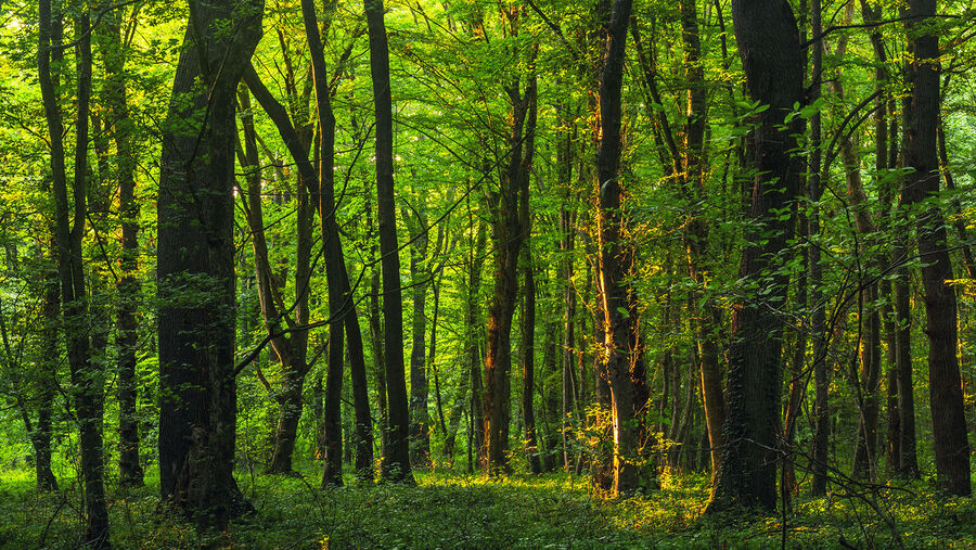 الزراعة تنهي استعدادات انشاء غابة في