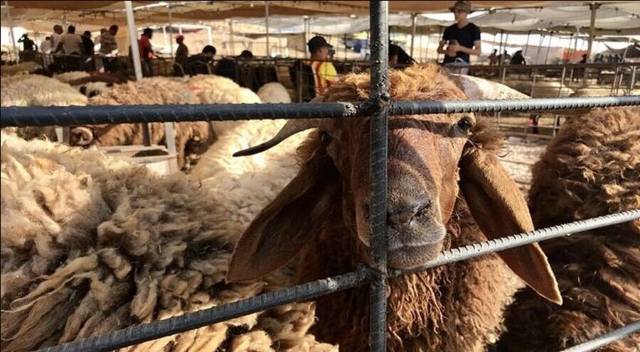 ما حكم شراء الأضحية بالدين؟ الإفتاء