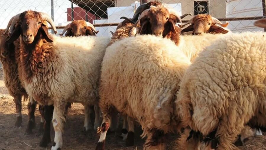 الافتاء تكشف لمدار الساعة شروط مطابقة