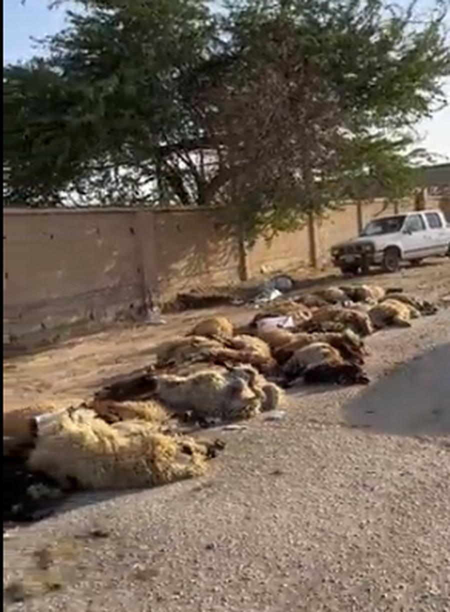 نفوق مئات الأغنام الأردنية في السعودية