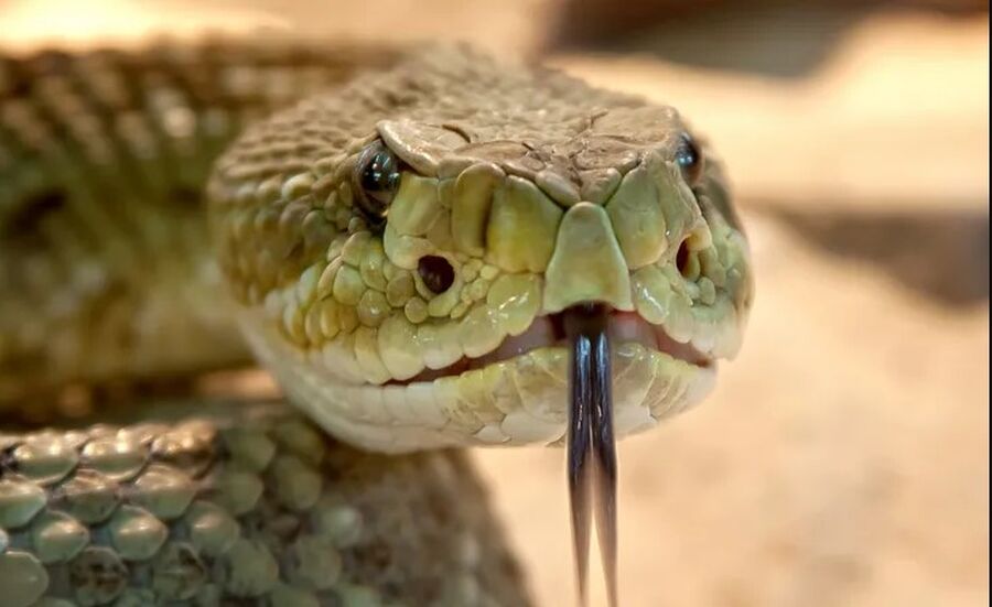 أفعى تلدغ مفرقاوي وتدخله المستشفى