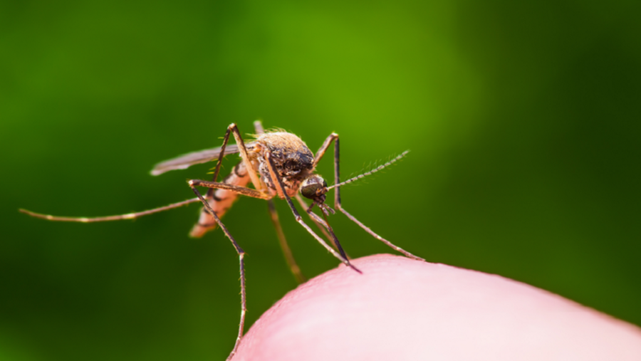 5 إجراءات يمكن أن تبقي البعوض