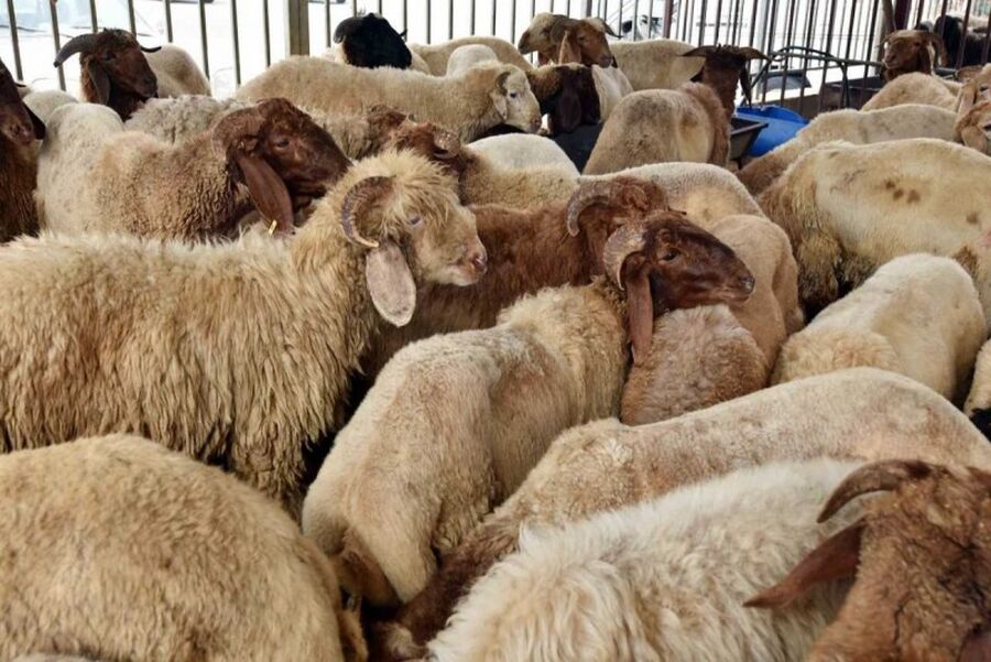 طلب كبير على الأضاحي في إربد