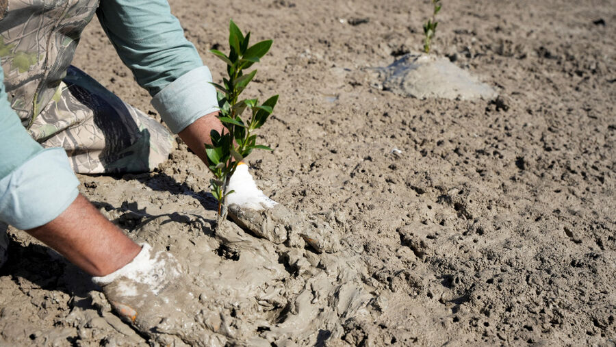العراق يزرع غابة لأشجار المانغروف من