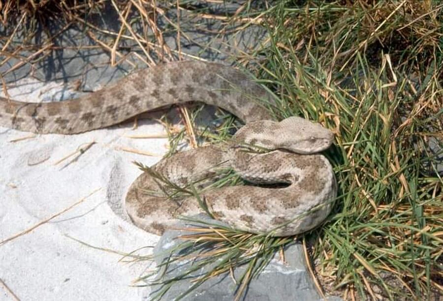 الدفاع المدني يتعامل مع أفعى في