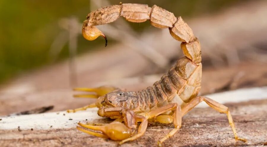 تعرض طفلة للدغة عقرب سام وخطير