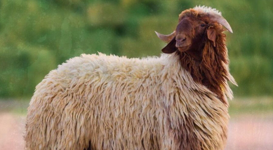 استمرار تصدير الأغنام للأسواق السعودية