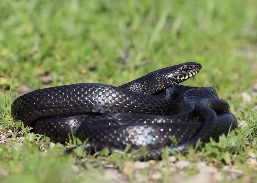 داخل بئر ماء.. القبض على الحنش