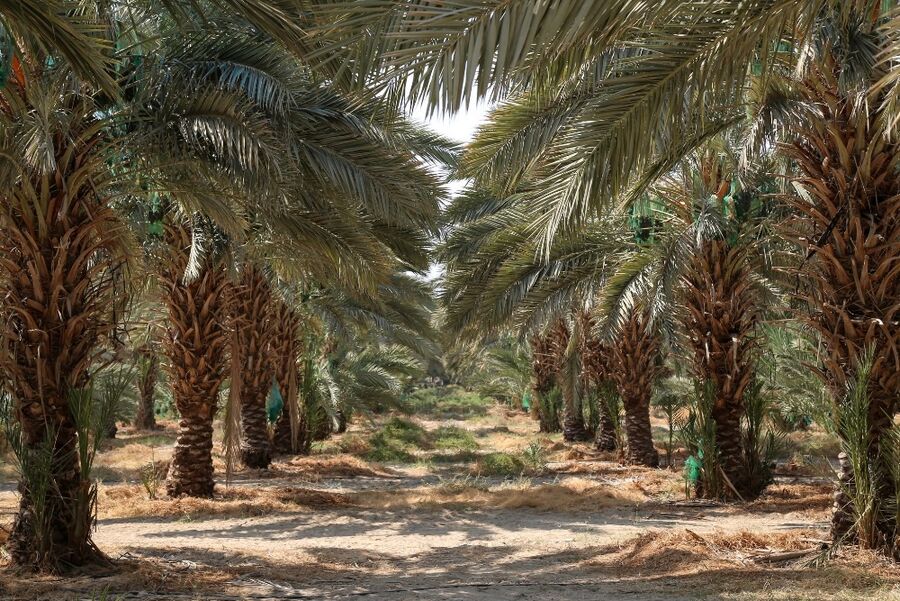 تعزيز النجاحات في الزراعات التصديرية تمور